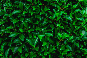 tropical leaves, abstract green leaves texture, nature background