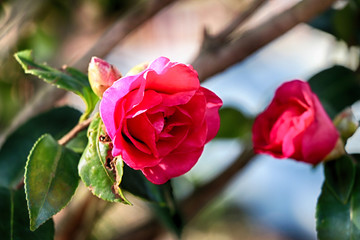 제주도 붉은 동백꽃