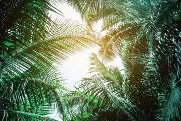 Coconut palm leaves perspective view , tropical palm leaves background