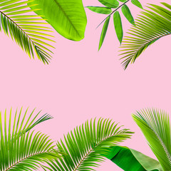 Fototapeta na wymiar Natural palm leaf on pastel pink background