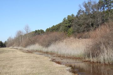 Sahara Woods Illinois 2019 I