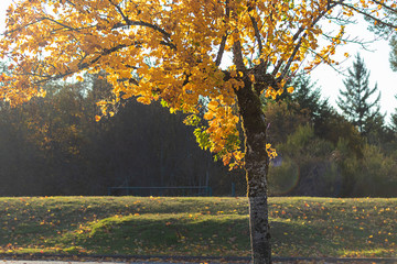 green and fall colored leaves growing together in bunches on branch