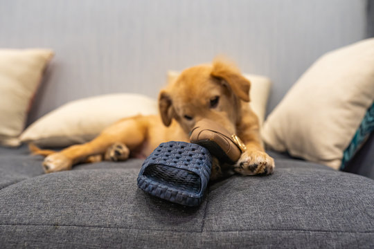 Little golden retriever puppy biting his owner's shoes at home