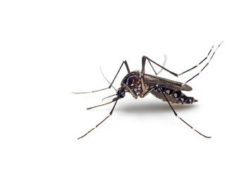 Macro Photo of Yellow Fever Mosquito Isolated on White Background