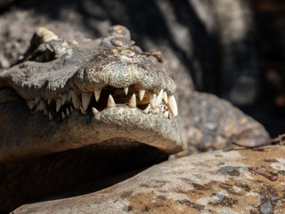 Close up Head of Crocodile with Teeth in The Mouth Isolated on Background