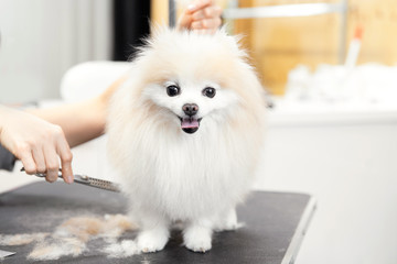 Master girl groomer shears small dog Pomeranian spitz with scissors in hairdresser for animals