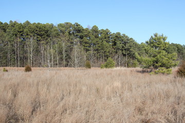 Sahara Woods Illinois 2019 VII