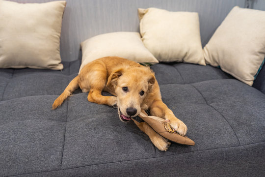 Playful golden retriever puppy biting a shoe at living room