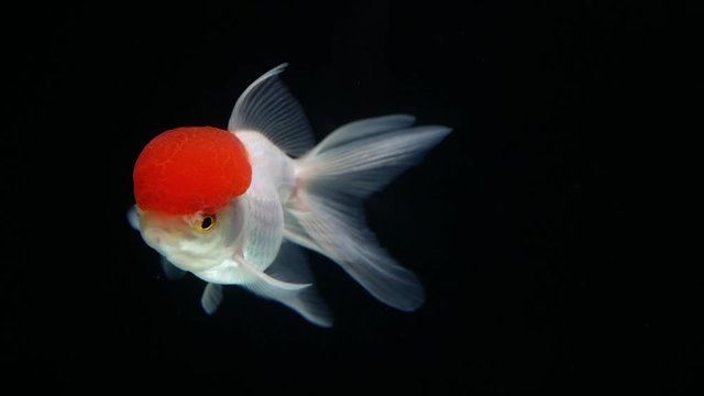 Slow motion redhead and white body Orange goldfish swimming on black background. 