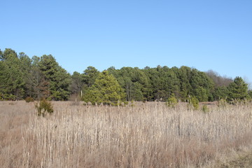 Sahara Woods Illinois 2019 X