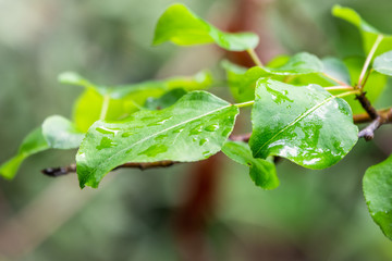 Apple tree leaves with drops of water after rain
