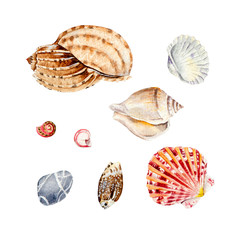 watercolor set of sea shells