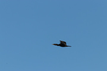 Fototapeta na wymiar large black cormorant flying through blue sky in washington state