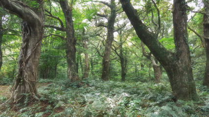 제주도 비자림 숲길 아름다운 나무와 숲 자연 풍경