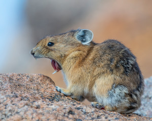 Pika on Mount Evans Colorado