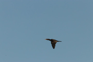 large black cormorant flying through blue sky in washington state
