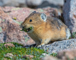 Pika on Mount Evans Colorado