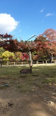 Nara/Japan - November 2019 :  Tourists stroll around and visit the cute deer in Nara Park.