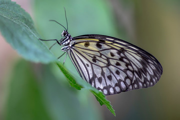 Beautiful The Paper Kite, Rice Paper, or Large Tree Nymph tropical butterfly (Idea Leuconoe) on a leaf.  Blurry green background. Presious tropical butterfly with a hint of yellow to the wings.