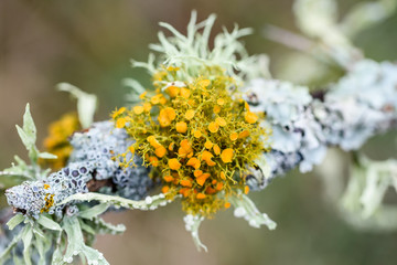 MacroTreeFungus2019-2