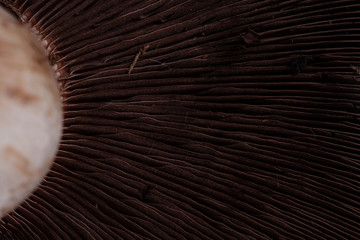 mushrooms on black background