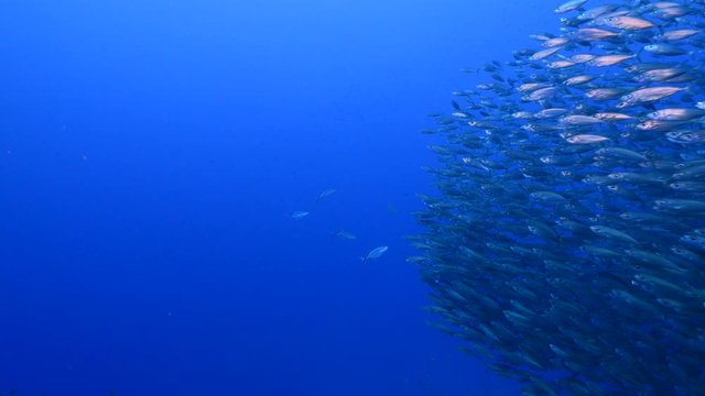 Bait ball / school of fish in turquoise water of coral reef in Caribbean Sea / Curacao