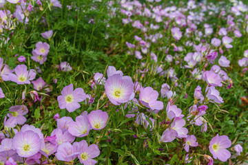 Obraz premium MacroFlowers2019-Bee-13