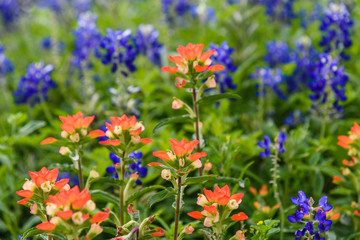 MacroFlowersBlueBonnets2019-1