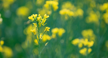 Fototapeta premium Mustard plant