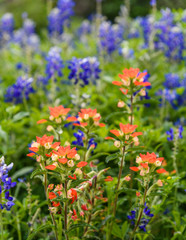 MacroFlowersBlueBonnets2019-2