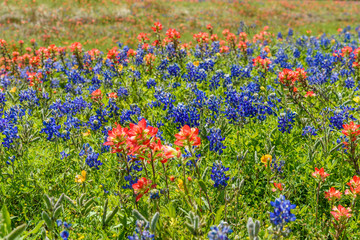 MacroFlowersBlueBonnets2019-3