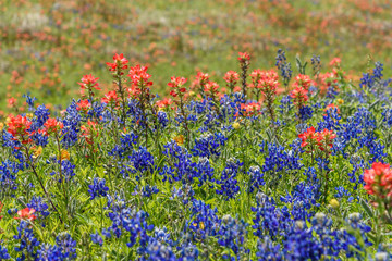 MacroFlowersBlueBonnets2019-4