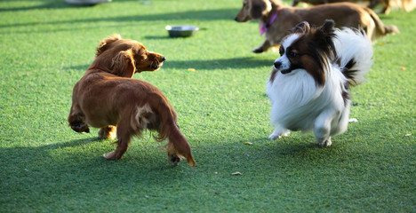 Happy puppies in a private playground