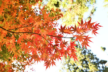  Maple Red Leaves at  Fushou Mountain, Taichung, Taiwan 