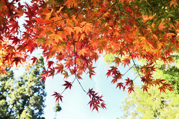  Maple Red Leaves at  Fushou Mountain, Taichung, Taiwan 