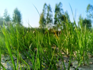Bright vibrant green grass close-up