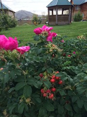 flowers in the garden