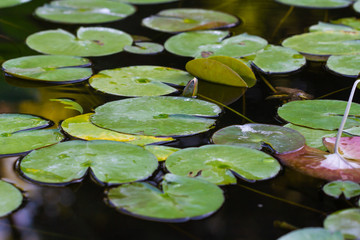 water lilies in pond 