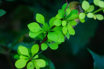 Fototapeta na wymiar clover leaves on green black background