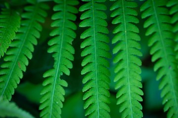 decroative green leaves of fern in rows