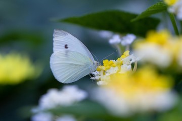 White peaceful butterfly on flower