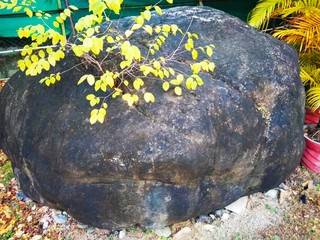 Round shaped stone with moss and a yellow plant 