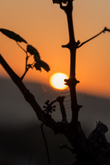 Sunset in the vineyards of Crimea