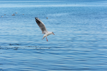 Flying Seagull over the sea