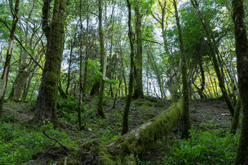 The yew-and boxwood grove in Sochi