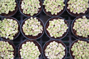 Young plant with white leaf in pots