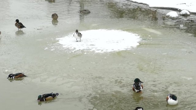 Ducks getting a free ride on naturally moving large piece of ice in water in winter