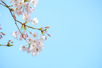 写真素材：桜　ソメイヨシノ　満開　アップ　コピースペース