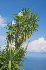 Yucca plant against the sky with clouds