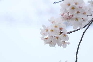 Obraz premium 【写真素材】: 満開の桜 ソメイヨシノ